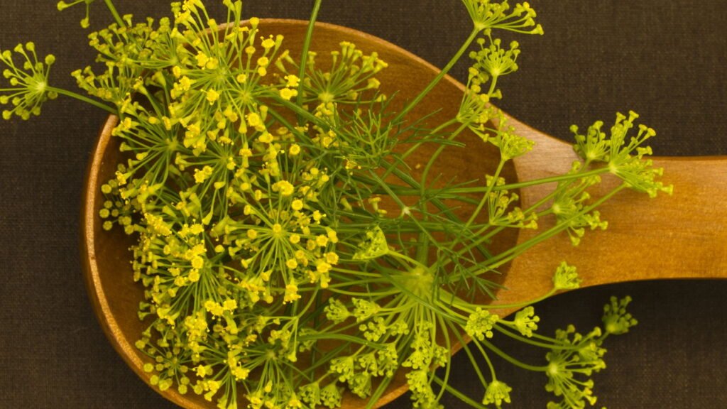 Seu corpo pode apresentar essas reações quando você toma chá de erva-doce