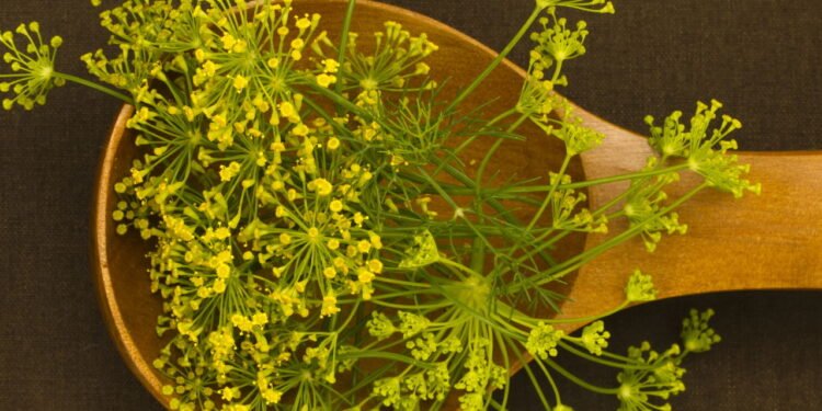 Seu corpo pode apresentar essas reações quando você toma chá de erva-doce