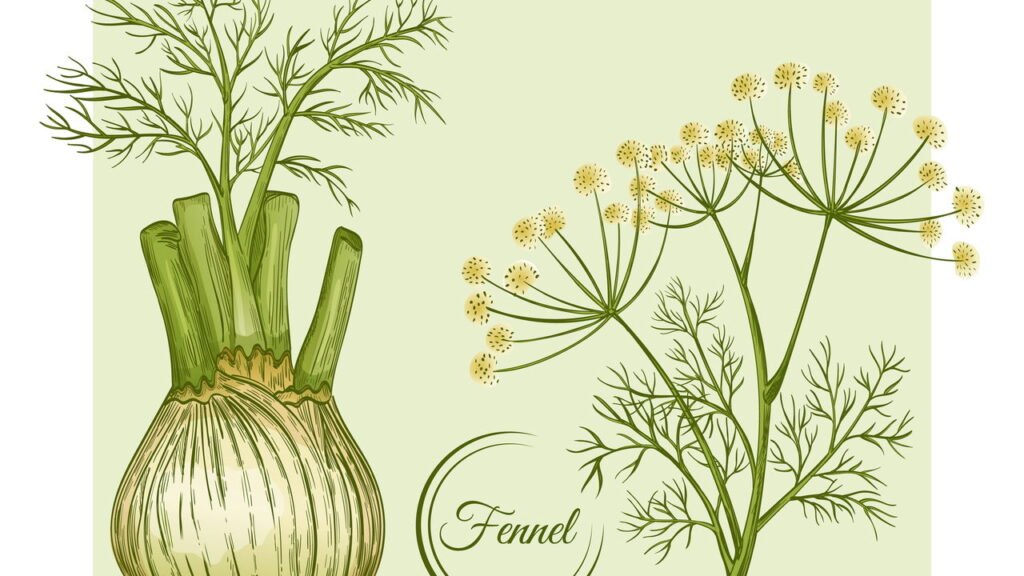 O chá de erva-doce vai te entregar 7 benefícios que você nem imaginava