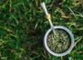 Aprenda a cultivar erva-mate e produzir seu próprio chimarrão em casa