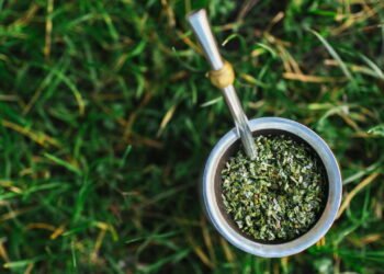 Aprenda a cultivar erva-mate e produzir seu próprio chimarrão em casa