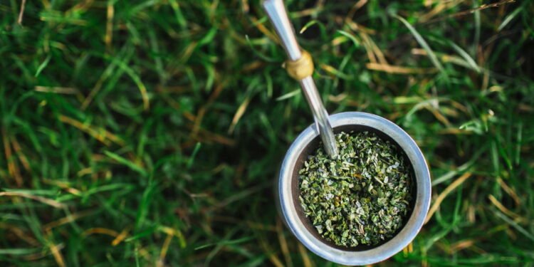 Aprenda a cultivar erva-mate e produzir seu próprio chimarrão em casa