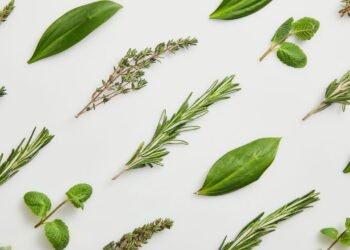 Para que serve a Espinheira-Santa? Veja os efeitos impressionantes