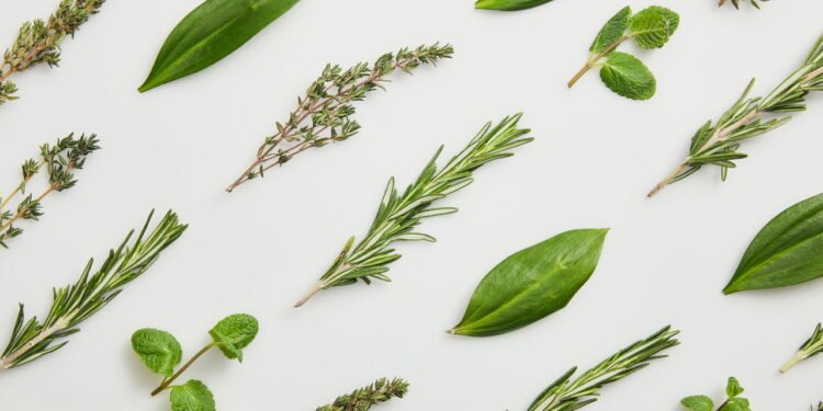 Para que serve a espinheira-santa? Veja os efeitos - Créditos: depositphotos.com / AntonMatyukha