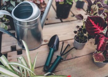 Conheça as ferramentas essenciais para cuidar da sua horta em casa