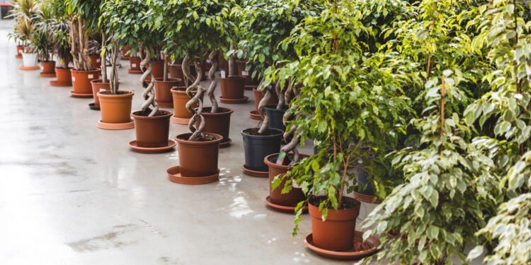 Ficus - Créditos: depositphotos.com / SashaKhalabuzar