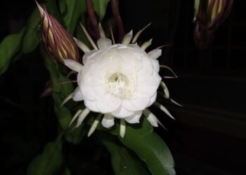 Conheça e cultive a flor-da-meia-noite com este passo a passo