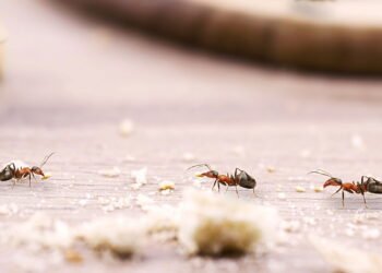 O que acontece com o mundo se as formigas desaparecerem? A resposta é surpreendente