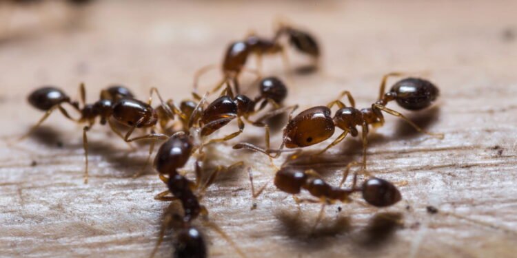 O jeito mais eficiente de eliminar formigueiros da sua casa
