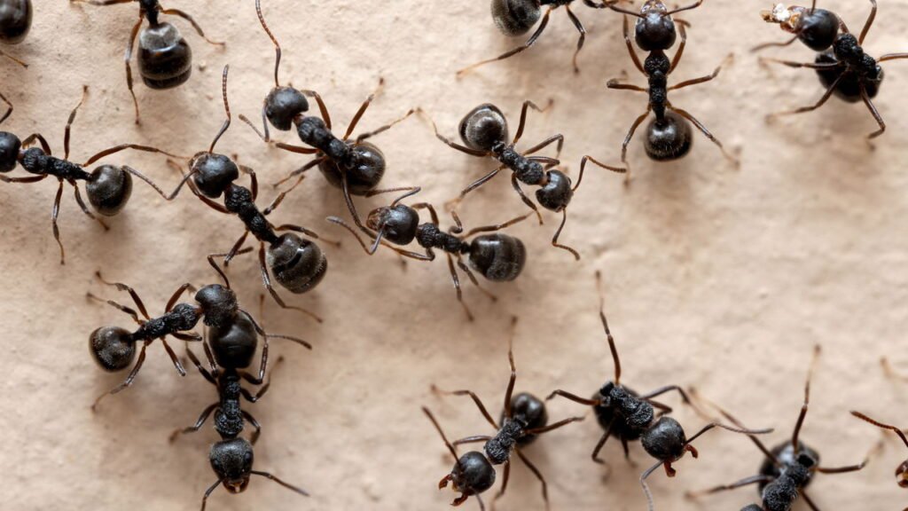 O jeito mais eficiente de eliminar formigueiros da sua casa