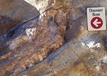 Fóssil de um dos maiores dinossauros do mundo é encontrado