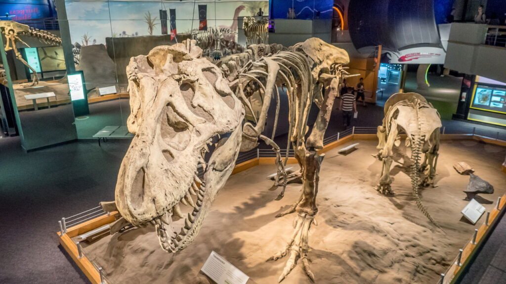Fóssil de um dos maiores dinossauros do mundo é encontrado