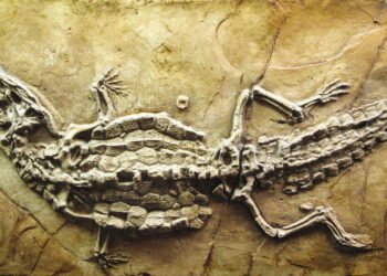 Cientistas apontam que os dinossauros já chegaram a voar