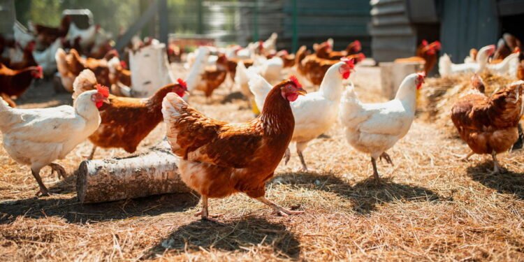 Você sabe qual é o coletivo de galinhas? A resposta vai te surpreender
