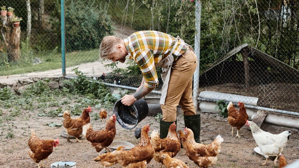Você sabe qual é o coletivo de galinhas? A resposta vai te surpreender
