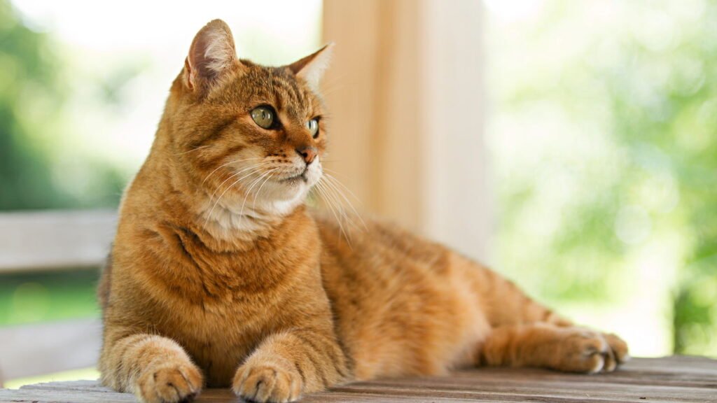 O gato laranja é um grande mistério da ciência, veja detalhes