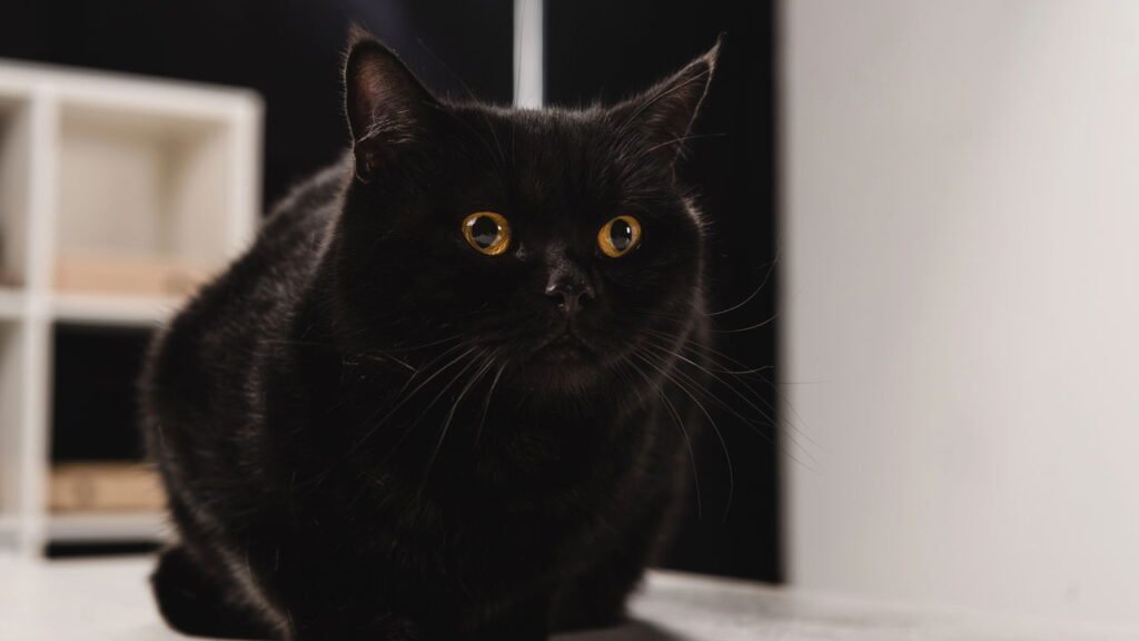 O que significa quando um gato preto aparece no seu quintal, de acordo com várias culturas