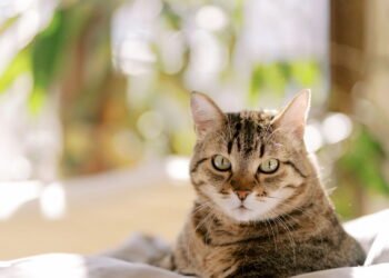 Essa é a idade para considerar um gato como adulto