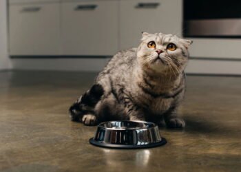 Por que os gatos enterram sua comida? A resposta é surpreendente
