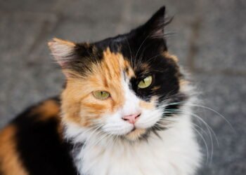 O que os gatos sentem quando ficam sozinhos em casa?