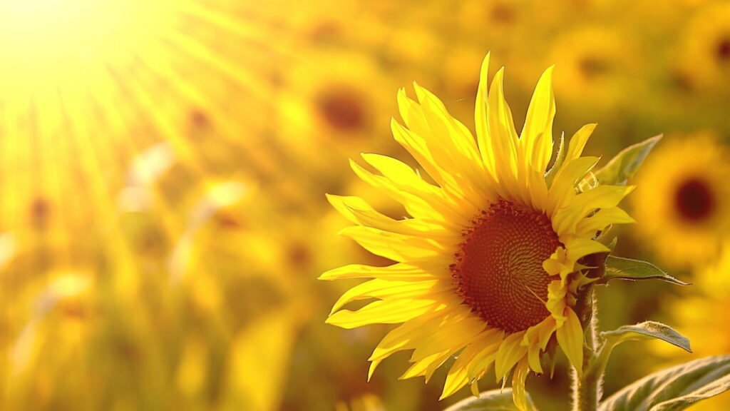 Aprenda a como plantar girassóis e crie um paraíso no seu jardim!