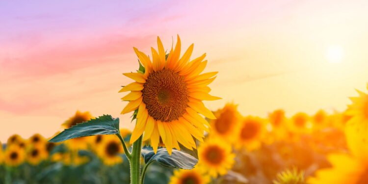 Aprenda a como plantar girassóis e crie um paraíso no seu jardim!