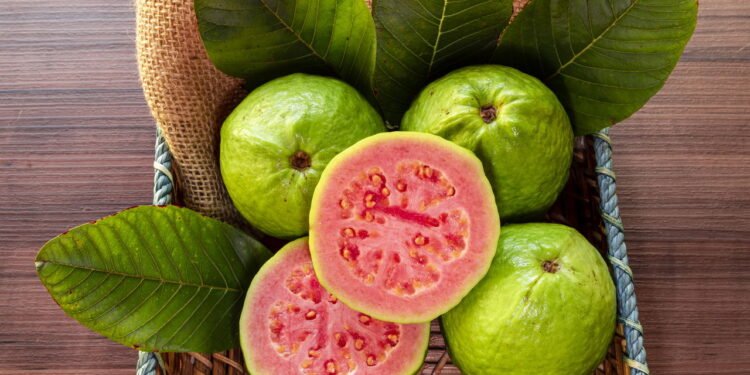 Dicas infalíveis para plantar goiabeira no seu jardim e colher o ano inteiro