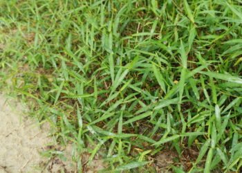 A grama é mais recente na Terra do que você imagina, veja projeções