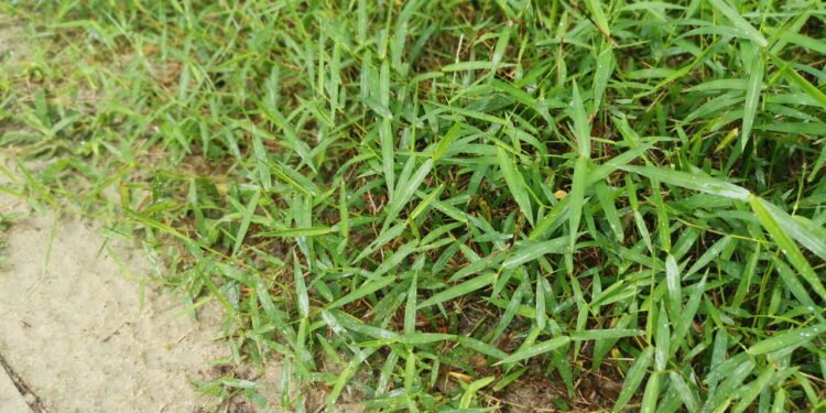 A grama é mais recente na Terra do que você imagina, veja projeções