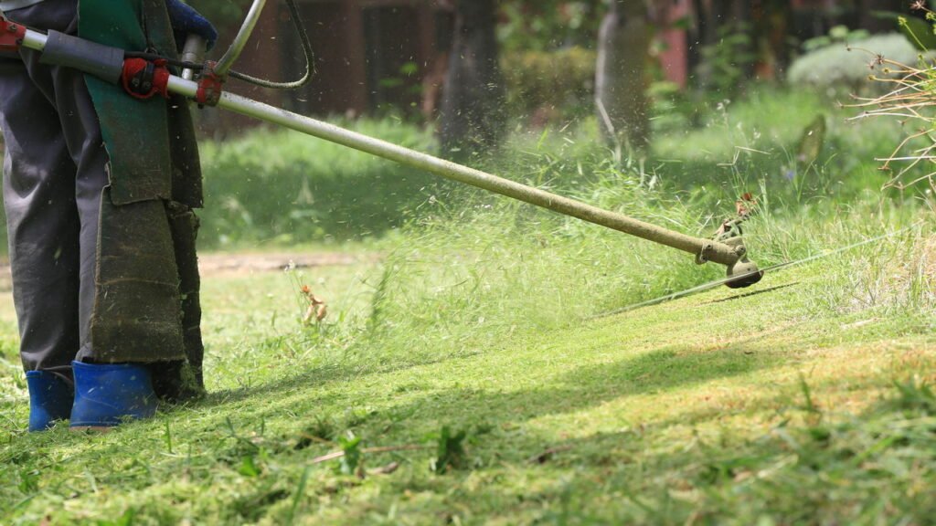 A grama é mais recente na Terra do que você imagina, veja projeções
