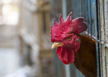 Brasil descarta 450 toneladas de ovos por surto viral