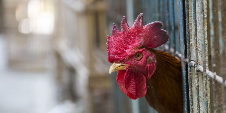 exportações suspensas após descoberta chocante em granja - Créditos: depositphotos.com / Curioso_Travel_Photography