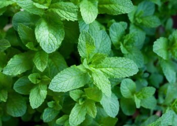 O segredo do chá caseiro fácil de cultivar que cuida do seu estômago