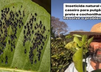 Agronomo Fabricio diz, “Este Inseticida natural caseiro resolve seu problema”