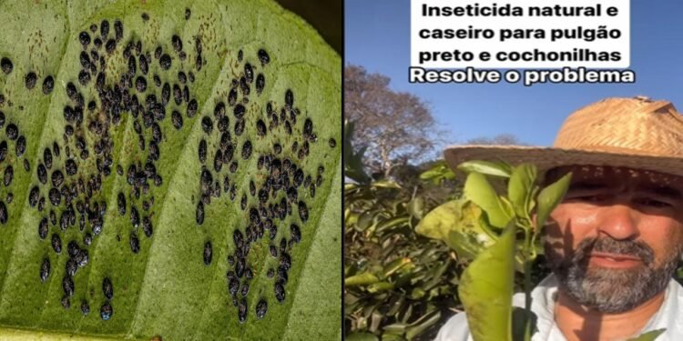 Agronomo Fabricio diz, “Este Inseticida natural caseiro resolve seu problema”