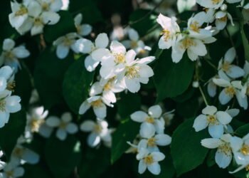Melhore sua noite de Sono com essas plantas calmantes