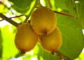 Como cultivar kiwi em casa e obter frutos deliciosos