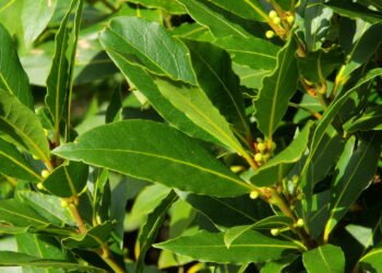 Como plantar louro em casa para sempre temperar seu feijão