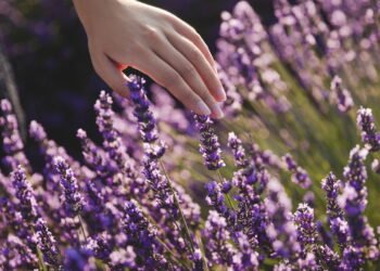 7 plantas que afastam Ratos naturalmente (e perfumam sua casa!)