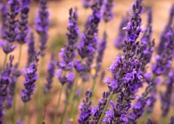 7 plantas que afastam Ratos naturalmente (e perfumam sua casa!)