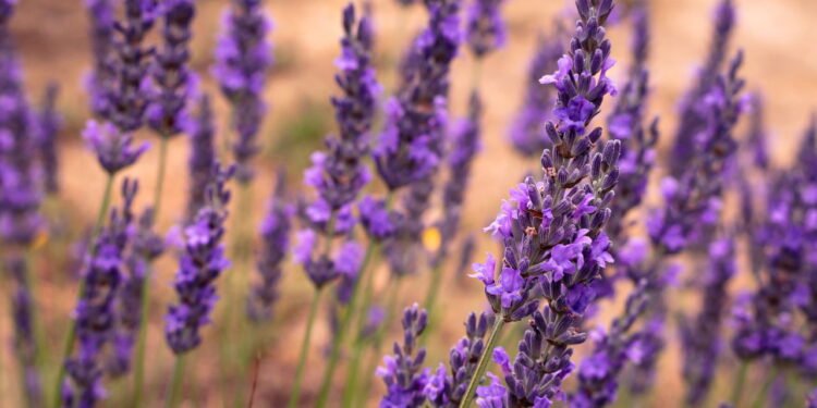 descubra o truque verde que mantém ratos longe da sua casa - Créditos: depositphotos.com / emmertniky@gmail.com