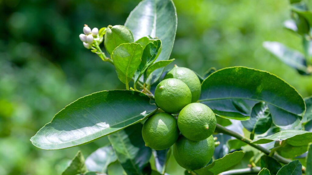 Passo a passo simples para plantar limão taiti em casa