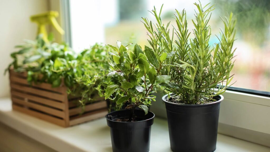 Afaste baratas sem veneno cultivando essa planta em casa
