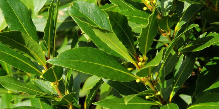 Afaste baratas sem veneno cultivando essa planta em casa