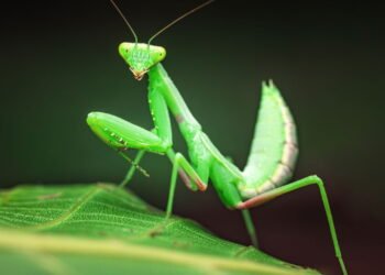 Esse pequeno inseto é tão feroz que devora até pássaros