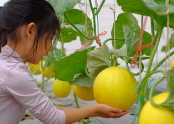 Aprenda a plantar melão em casa e tenha frutas hidratantes o ano todo