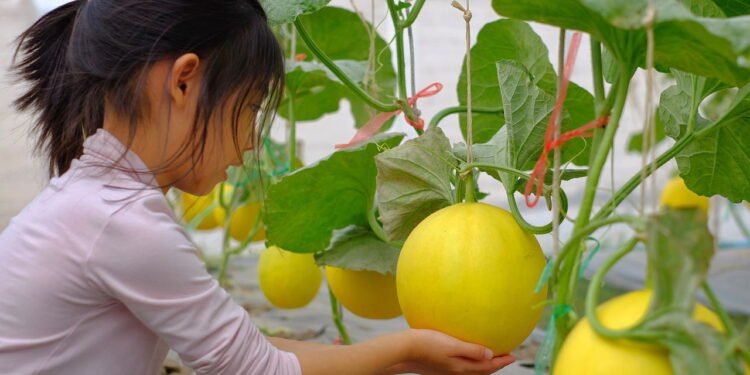 Aprenda a plantar melão em casa e tenha frutas hidratantes o ano todo