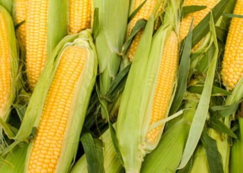 Aprenda a plantar milho doce e tenha espigas suculentas em casa