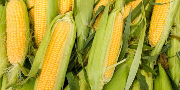 Aprenda a plantar milho doce e tenha espigas suculentas em casa