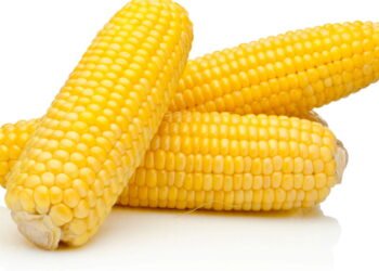 Milho é saudável? Veja por que ele merece espaço no seu prato